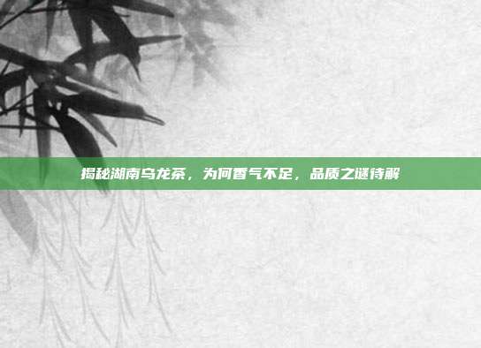 揭秘湖南乌龙茶，为何香气不足，品质之谜待解