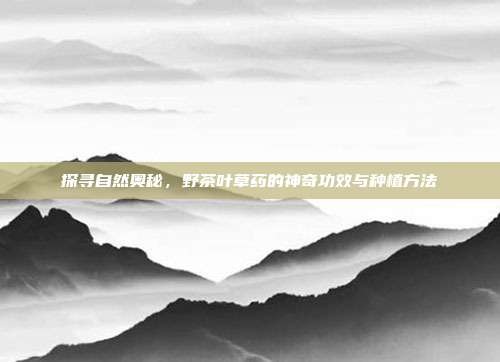 探寻自然奥秘，野茶叶草药的神奇功效与种植方法