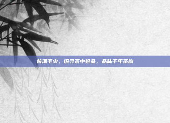 普洱毛尖，探寻茶中珍品，品味千年茶韵