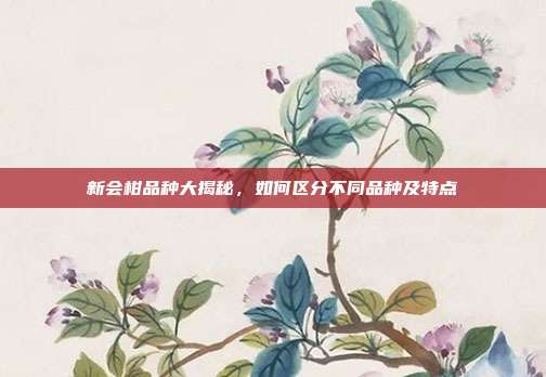 新会柑品种大揭秘，如何区分不同品种及特点