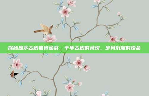 探秘思茅古树老砖熟茶，千年古树的灵魂，岁月沉淀的珍品