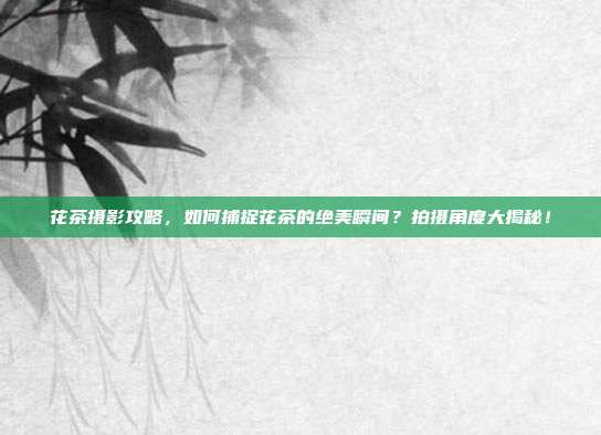 花茶摄影攻略，如何捕捉花茶的绝美瞬间？拍摄角度大揭秘！