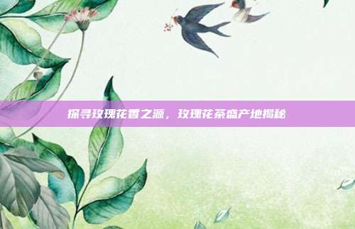 探寻玫瑰花香之源，玫瑰花茶盛产地揭秘