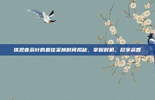 铁观音茶叶的最佳采摘时间揭秘，掌握时机，尽享茶香