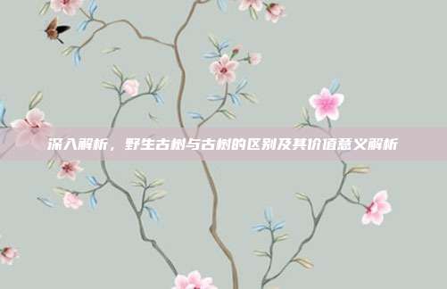 深入解析，野生古树与古树的区别及其价值意义解析