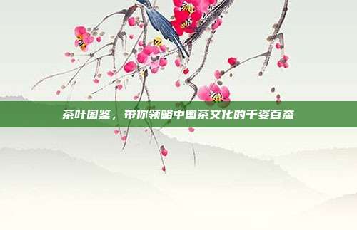 茶叶图鉴，带你领略中国茶文化的千姿百态