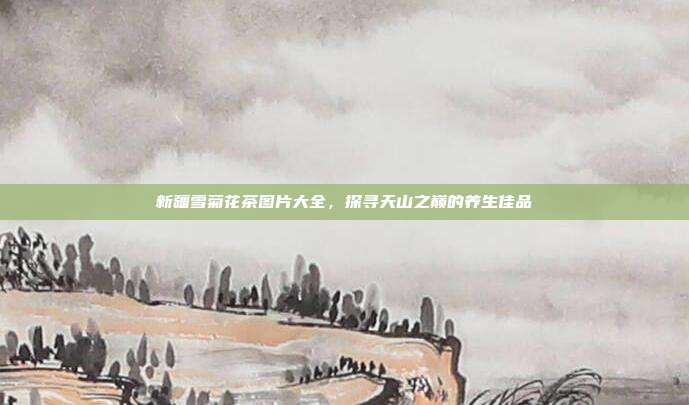 新疆雪菊花茶图片大全，探寻天山之巅的养生佳品