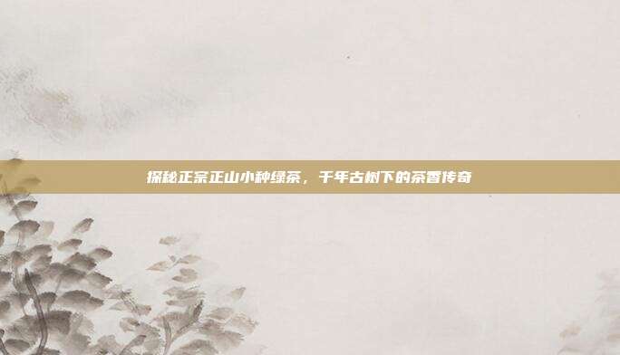 探秘正宗正山小种绿茶，千年古树下的茶香传奇
