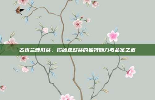 古木兰普洱茶，揭秘这款茶的独特魅力与品鉴之道