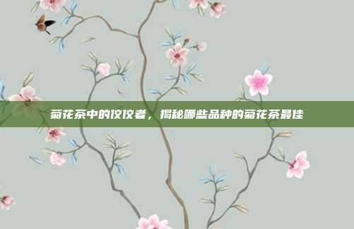 菊花茶中的佼佼者，揭秘哪些品种的菊花茶最佳