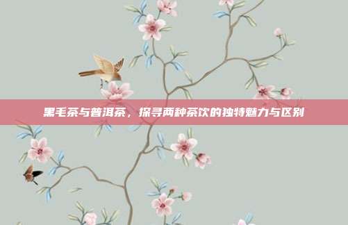 黑毛茶与普洱茶，探寻两种茶饮的独特魅力与区别