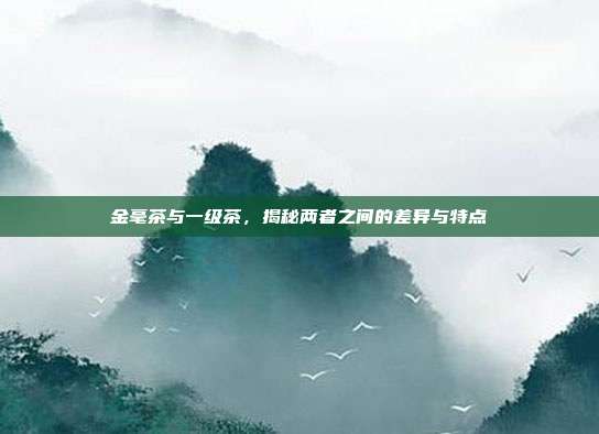 金毫茶与一级茶，揭秘两者之间的差异与特点
