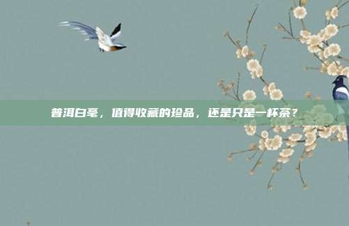 普洱白毫，值得收藏的珍品，还是只是一杯茶？