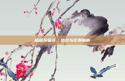 胎菊与菊花，功效与区别解析
