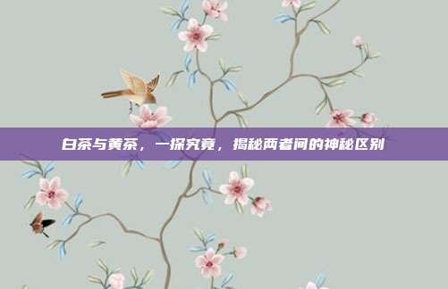 白茶与黄茶，一探究竟，揭秘两者间的神秘区别