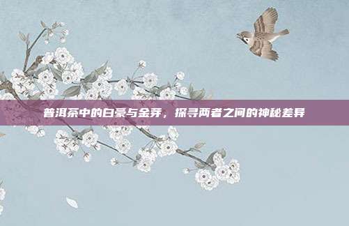 普洱茶中的白豪与金芽，探寻两者之间的神秘差异