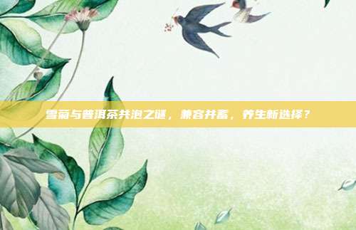 雪菊与普洱茶共泡之谜，兼容并蓄，养生新选择？