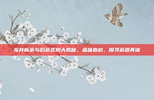 龙井新茶与旧茶区别大揭秘，品味春韵，探寻茶道真谛