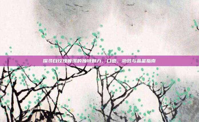 探寻白玫瑰普洱的独特魅力，口感、功效与品鉴指南