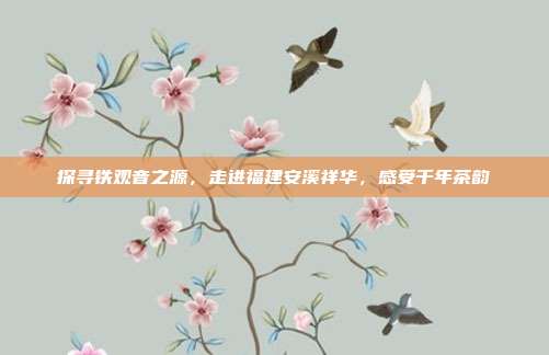 探寻铁观音之源，走进福建安溪祥华，感受千年茶韵
