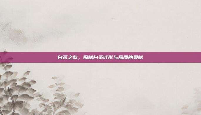 白茶之韵，探秘白茶叶形与品质的奥秘