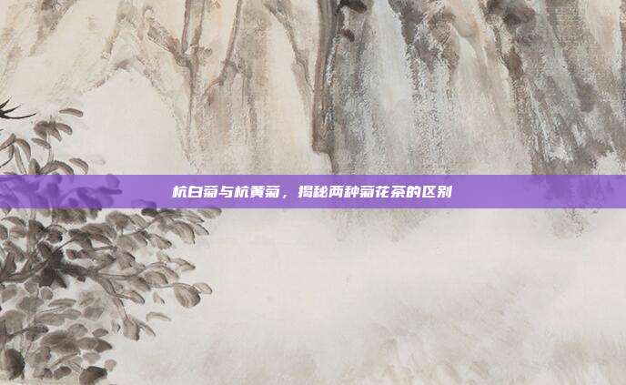 杭白菊与杭黄菊，揭秘两种菊花茶的区别