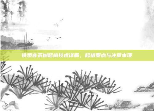 铁观音茶树移植技术详解，移植要点与注意事项