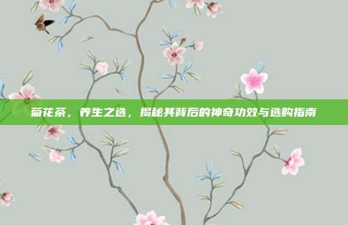 菊花茶，养生之选，揭秘其背后的神奇功效与选购指南
