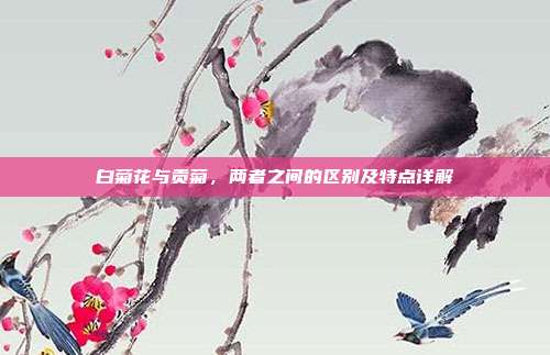 白菊花与贡菊，两者之间的区别及特点详解