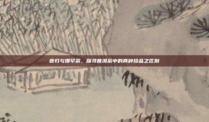 昔归与娜罕茶，探寻普洱茶中的两种珍品之区别