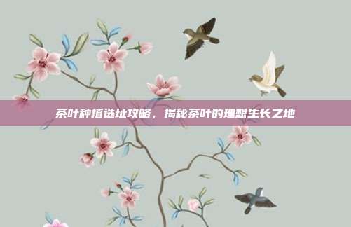 茶叶种植选址攻略，揭秘茶叶的理想生长之地
