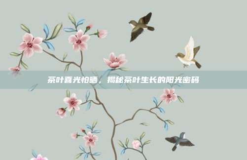 茶叶喜光怕晒，揭秘茶叶生长的阳光密码
