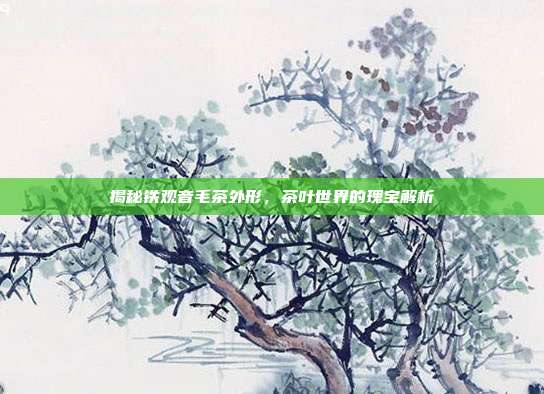 揭秘铁观音毛茶外形，茶叶世界的瑰宝解析