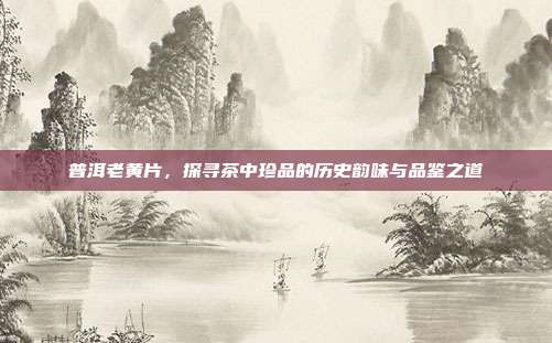 普洱老黄片，探寻茶中珍品的历史韵味与品鉴之道