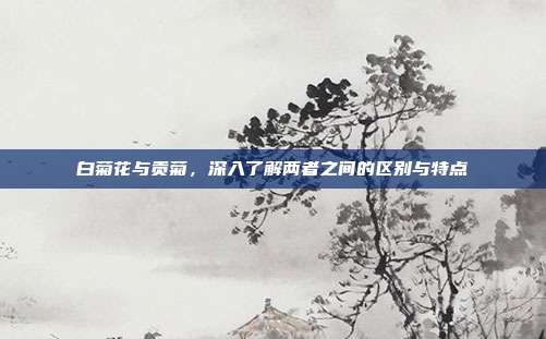 白菊花与贡菊，深入了解两者之间的区别与特点
