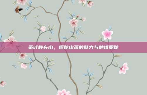 茶叶种在山，揭秘山茶的魅力与种植奥秘