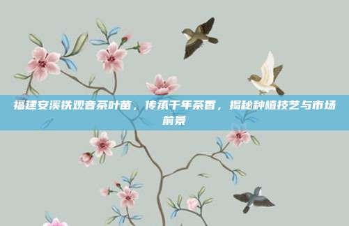 福建安溪铁观音茶叶苗，传承千年茶香，揭秘种植技艺与市场前景