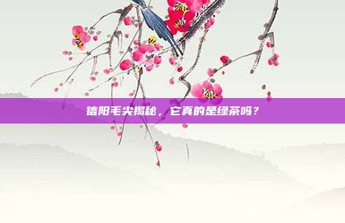 信阳毛尖揭秘，它真的是绿茶吗？