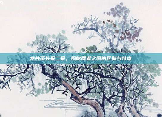 龙井茶头采二采，揭秘两者之间的区别与特点