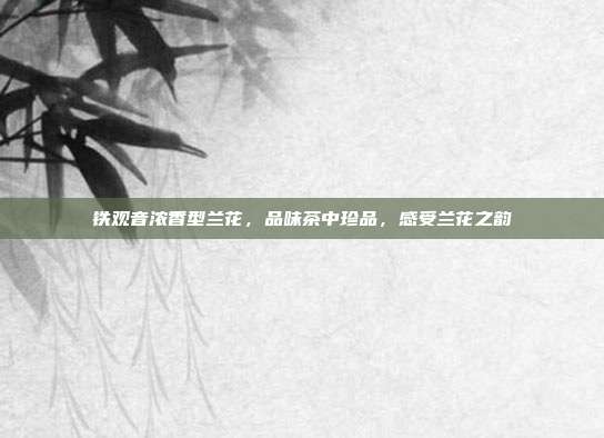 铁观音浓香型兰花，品味茶中珍品，感受兰花之韵