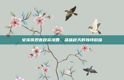 安溪铁观音秋茶浓香，品味秋天的独特韵味