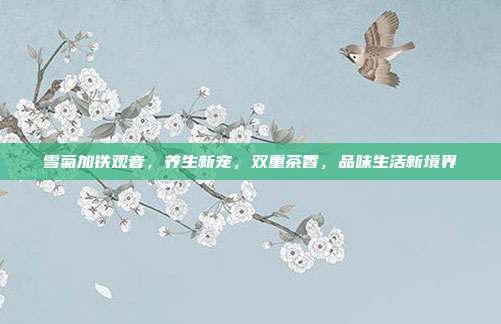 雪菊加铁观音，养生新宠，双重茶香，品味生活新境界