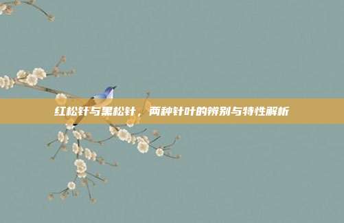 红松针与黑松针，两种针叶的辨别与特性解析