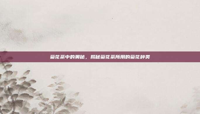 菊花茶中的奥秘，揭秘菊花茶所用的菊花种类